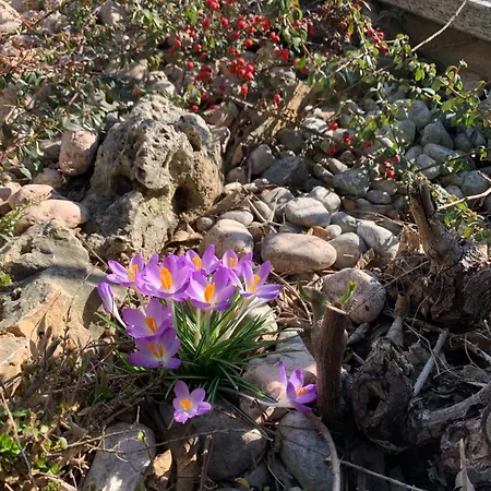 Bene&breakfast 住宿加早餐酒店 贝内瓦吉恩纳